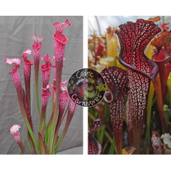 SXM18 S.x Moorei -- Wilkerson's white knight x (S.Juthatip soper x SXM31 S.x Moorei -- 'Adrian Slack'cl2)-Graines Sarracenia 2023
