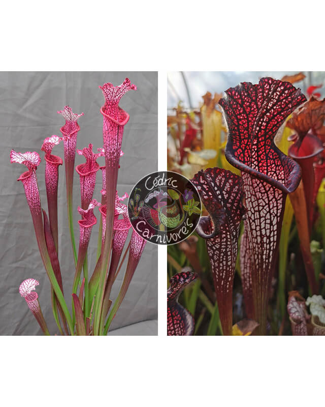 (l1a S. leucophylla burgundi x SL13 S. leucophylla -- large pink lipped,Apalachicola) x S. leucophylla -- black sheer-Graines Sarracenia 2023