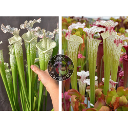 (SL69 S. leucophylla -- Stocky white top x SL13 S. leucophylla -- large pink lipped,Apalachicola) X Sarracenia 'Iamsatyricon'-Graines Sarracenia 2024