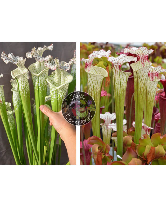 (SL69 S. leucophylla -- Stocky white top x SL13 S. leucophylla -- large pink lipped,Apalachicola) X Sarracenia 'Iamsatyricon'-Graines Sarracenia 2024