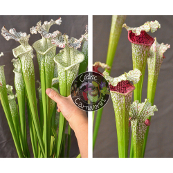 (SL69 S. leucophylla -- white top x SL13 S. leucophylla -- large pink ) X SL33 S. leucophylla --"Pantera rosa"  yellow Flower-Graines Sarracenia 2023