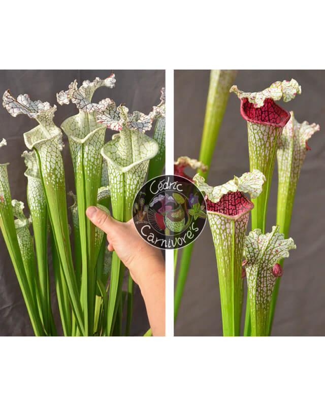 (SL69 S. leucophylla -- white top x SL13 S. leucophylla -- large pink ) X SL33 S. leucophylla --"Pantera rosa"  yellow Flower-Graines Sarracenia 2023