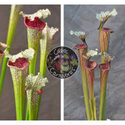 SL33 S. leucophylla --"Pantera rosa"  yellow Flower X S.'Inspiration'-Graines Sarracenia 2023