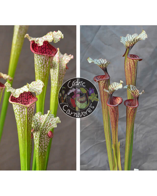 SL33 S. leucophylla --"Pantera rosa"  yellow Flower X S.'Inspiration'-Graines Sarracenia 2023