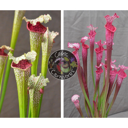 SL33 S. leucophylla --"Pantera rosa"  yellow Flower X (l1a S. leucophylla burgundi x SL13 S. leucophylla -- large pink)-Graines Sarracenia 2023