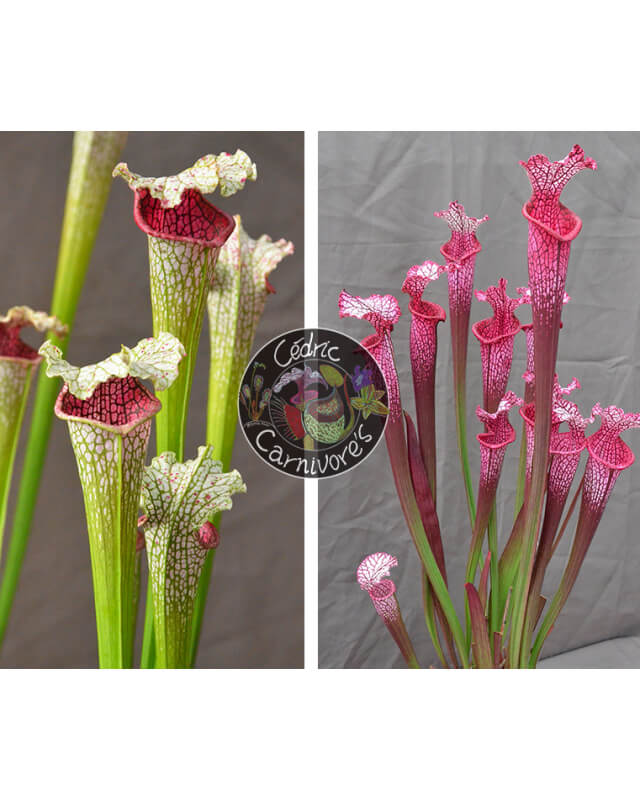 SL33 S. leucophylla --"Pantera rosa"  yellow Flower X (l1a S. leucophylla burgundi x SL13 S. leucophylla -- large pink)-Graines Sarracenia 2023