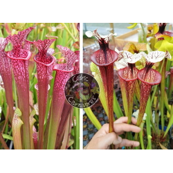 SXM18 S.x Moorei -- Wilkerson's white knight x S. x Přemysl Otakar x ADS clone 10-Graines Sarracenia 2023