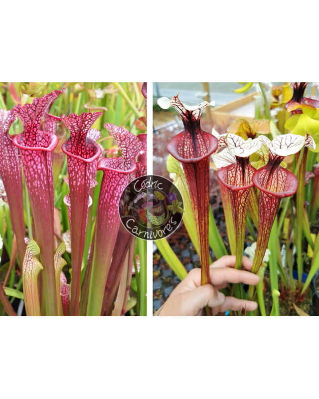 S. 'Evan' x S.'Tresor de l'argonne'-Graines Sarracenia 2023