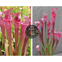 (SL69 S. leucophylla -- white top x SL13 S. leucophylla -- large pink ) X SL33 S. leucophylla --"Pantera rosa"  yellow Flower-Graines Sarracenia 2023