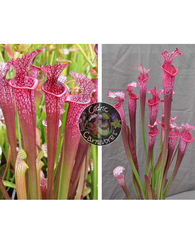 S. 'Evan' x (l1a S. leucophylla burgundi x SL13 S. leucophylla -- large pink lipped,Apalachicola)-Graines Sarracenia 2023