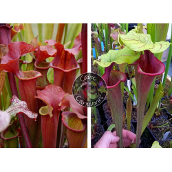 S.'Copper vase' x S.'Mansille'-Graines Sarracenia 2023