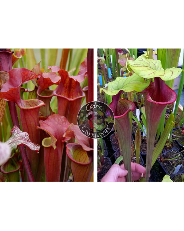 S.'Copper vase' x S.'Mansille'-Sarracenia seeds 2023