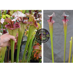 (SX131 S. leucophylla x oreophila) x S.'Atlas 5'-Graines Sarracenia 2023