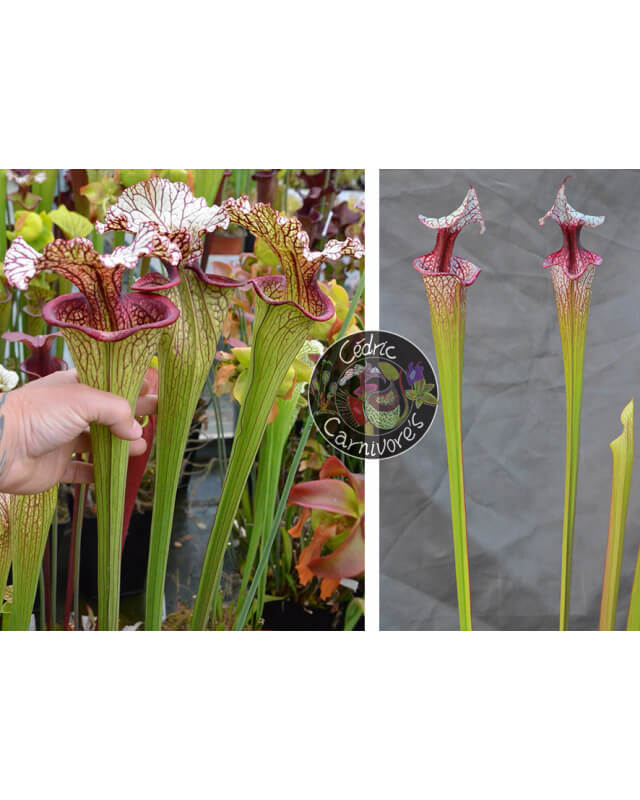 (SX131 S. leucophylla x oreophila) x S.'Atlas 5'-Sarracenia seeds 2023