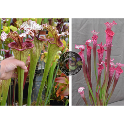 (SX131 S. leucophylla x oreophila) x (l1a S. leucophylla burgundi x SL13 S. leucophylla -- large pink lipped,Apalachicola)-Graines Sarracenia 2023