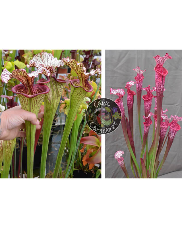 (SX131 S. leucophylla x oreophila) x (l1a S. leucophylla burgundi x SL13 S. leucophylla -- large pink lipped,Apalachicola)-Graines Sarracenia 2023