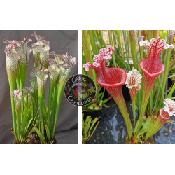 (SL97 S. leucophylla -- Franklin County A X B x SL79 S. leucophylla 'bokaza') x S. x Přemysl Otakar x ADS clone 10-Graines Sarracenia 2023