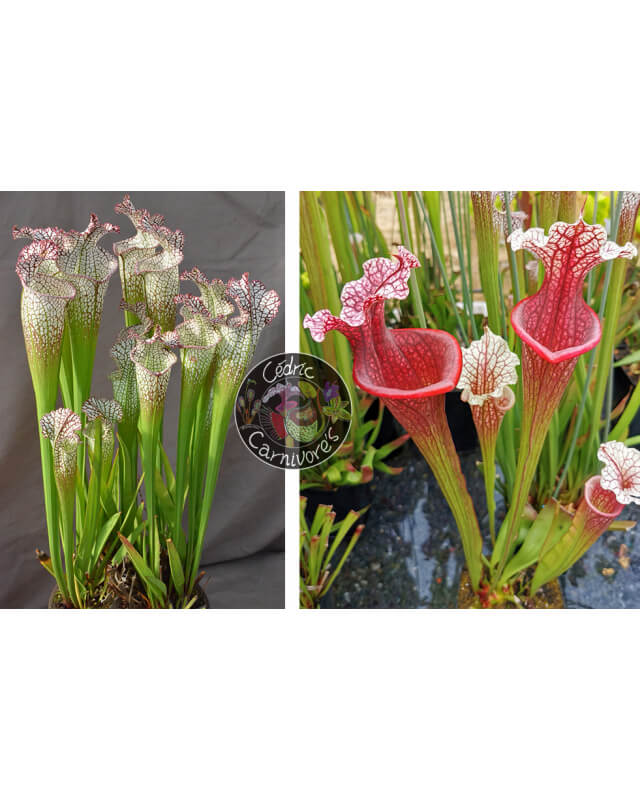 (SL97 S. leucophylla -- Franklin County A X B x SL79 S. leucophylla 'bokaza') x S. x Přemysl Otakar x ADS clone 10-Graines Sarracenia 2023