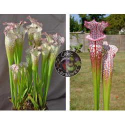 (SL97 S. leucophylla -- Franklin County A X B x SL79 S. leucophylla 'bokaza') x SL25 S. leucophylla -- pink lip, Appalachicola-Graines Sarracenia 2023