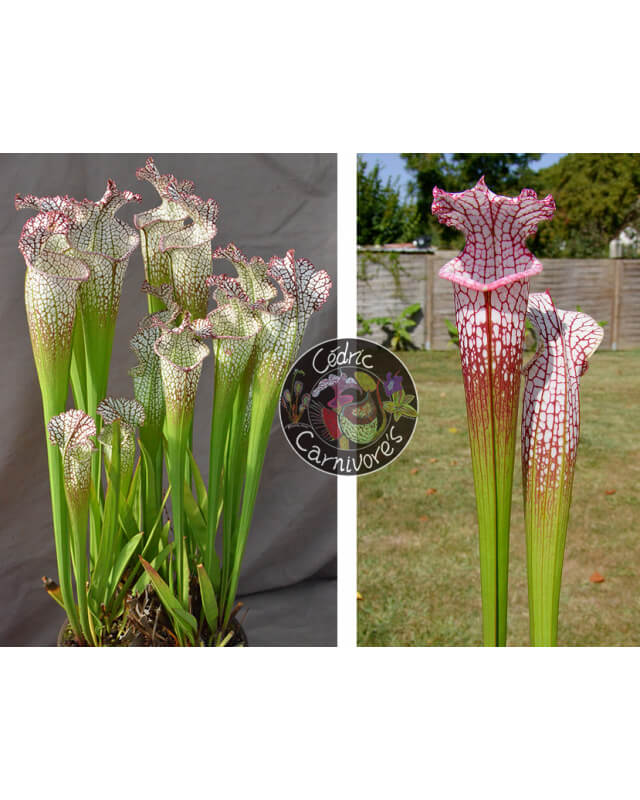 (SL97 S. leucophylla -- Franklin County A X B x SL79 S. leucophylla 'bokaza') x SL25 S. leucophylla -- pink lip, Appalachicola-Sarracenia seeds 2023