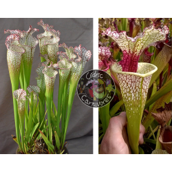 (SL97 S. leucophylla -- Franklin County A X B x SL79 S. leucophylla 'bokaza') x SXM54 S.x Moorei -- "Conecuh, Covington Co. AL-Graines Sarracenia 2023