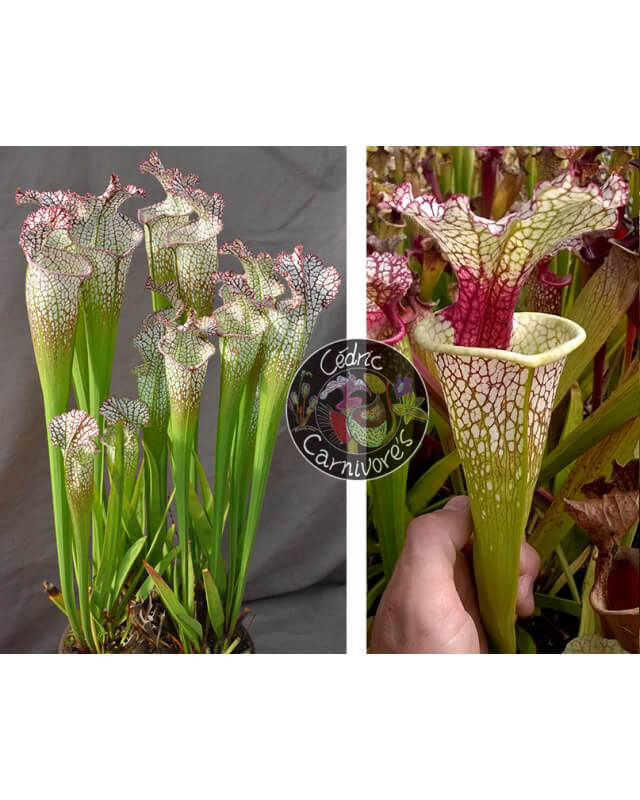 (SL97 S. leucophylla -- Franklin County A X B x SL79 S. leucophylla 'bokaza') x SXM54 S.x Moorei -- "Conecuh, Covington Co. AL-Graines Sarracenia 2023