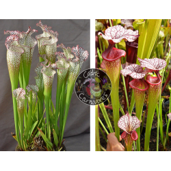 (SL97 S. leucophylla -- Franklin County A X B x SL79 S. leucophylla 'bokaza') x SXM31 S.x Moorei -- 'Adrian Slack'-Graines Sarracenia 2023
