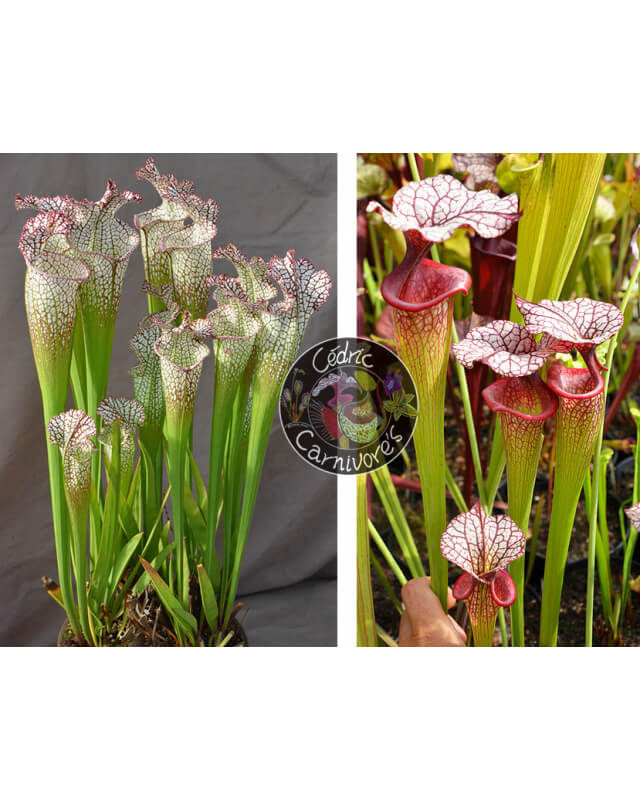 (SL97 S. leucophylla -- Franklin County A X B x SL79 S. leucophylla 'bokaza') x SXM31 S.x Moorei -- 'Adrian Slack'-Graines Sarracenia 2023