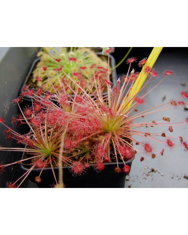 Drosera paradoxa
