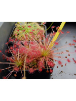 Drosera paradoxa