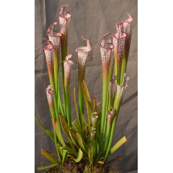 Sarracenia leucophylla -- 'Wilkerson Bog, Walton Co, MK L 104 D-Sarracenia leucophylla