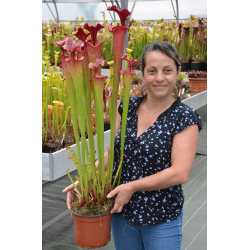 S. "Angel" H92 MK x Timoty King - DG-Sarracenia hybrides