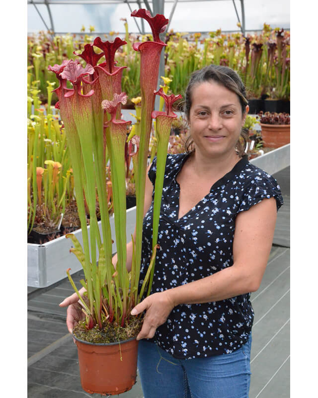 S. "Angel" H92 MK x Timoty King - DG-Sarracenia hybrides