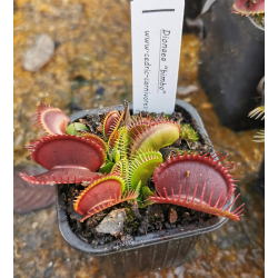 Dionaea 'ghost'-Dionaea