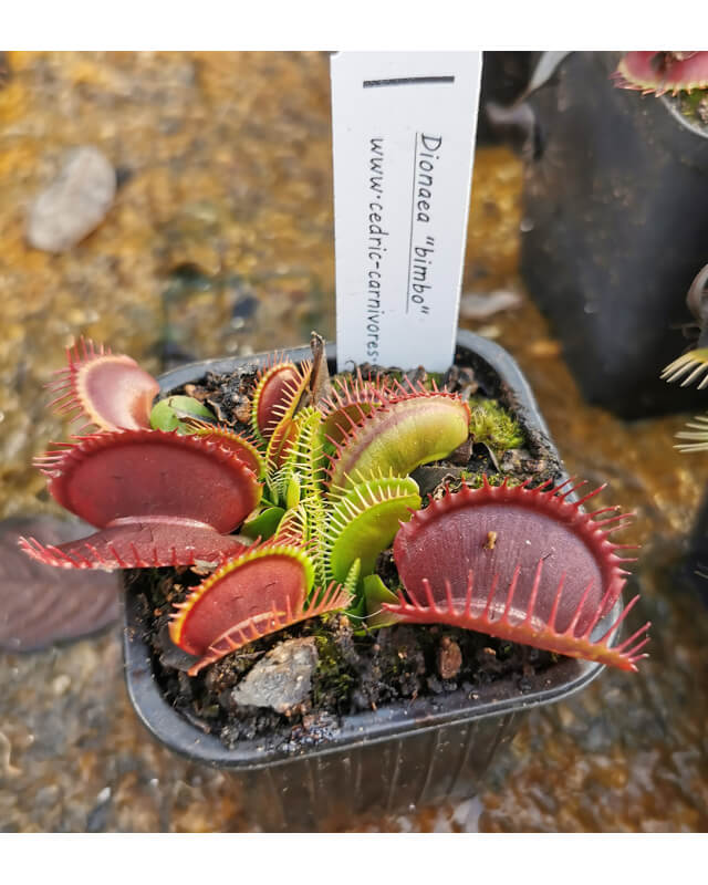 Dionaea 'Bimbo'-Dionaea
