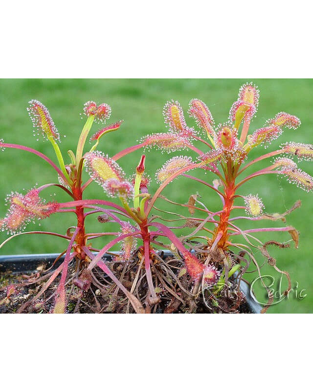 Drosera capensis 'baine kloof'