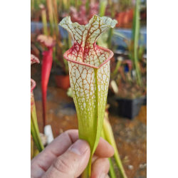 S. 'Pink Ondine'-Hybrides Cédric Carnivore's
