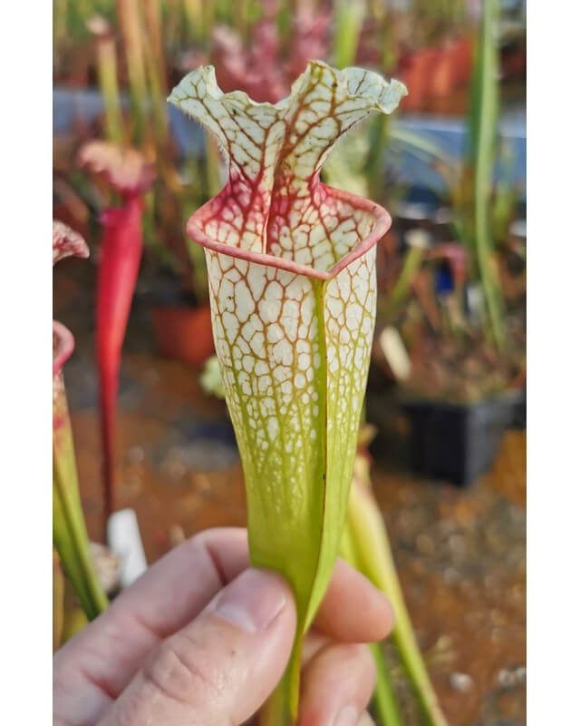 SXM46 S.x Moorei -- (leucophylla "purple lips" x flava rubricorpora) x SXM18 S.x Moorei -- Wilkerson's white knight CLB-Hybrides Cédric Carnivore's