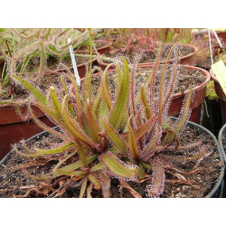Drosera adelae f.geant-Drosera tropicaux et subtropicaux
