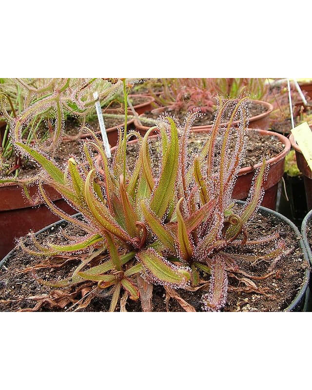 Drosera adelae f.geant-Drosera tropicaux et subtropicaux