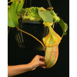 Nepenthes rajah x veitchii ‘Gold Rush’ - seed grown BE-4603-Nepenthes d'altitude