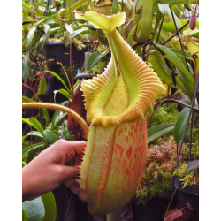 Nepenthes rajah x veitchii ‘Gold Rush’ - seed grown BE-4603-Nepenthes d'altitude