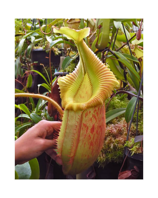 Nepenthes villosa x veitchii 'Gold Rush' – solid peristome BE-4606-Nepenthes d'altitude