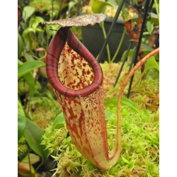 Nepenthes platychila – various clones BE-4065-Nepenthes highland