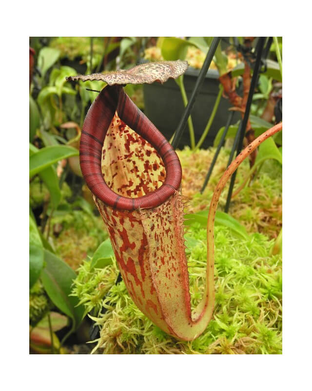 Nepenthes burbidgeae x glandulifera – assorted clones: BE-3705-Nepenthes highland