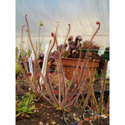 Drosera capensis 'bains kloof'-Drosera tropicaux et subtropicaux