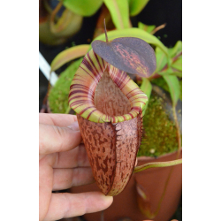 Nepenthes spectabilis x tenuis – assorted clones: BE-3884-Nepenthes highland