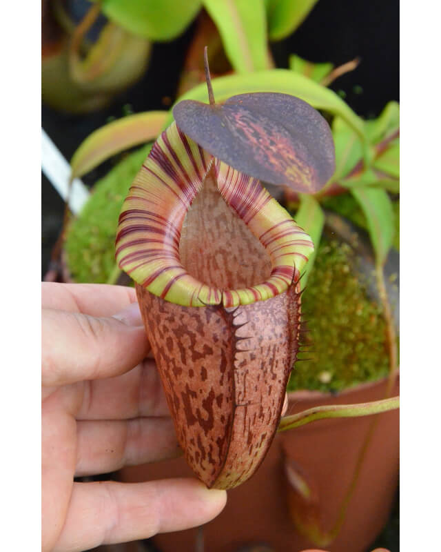 Nepenthes spectabilis x tenuis – assorted clones: BE-3884-Nepenthes highland