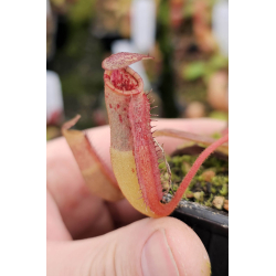 Nepenthes hamata - Lumut - best selected clone: BE-3380-Nepenthes d'altitude