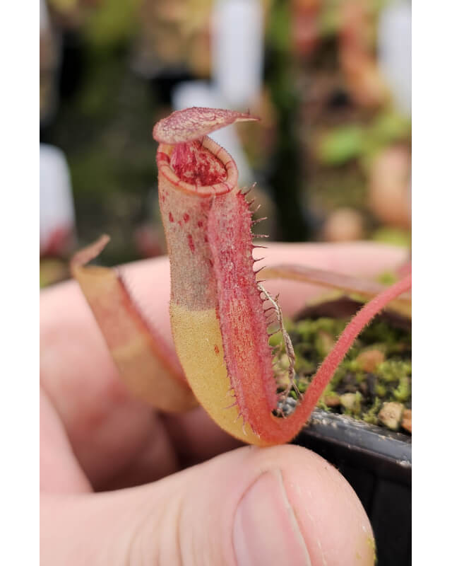 (Nepenthes platychila x veitchii) x (Nepenthes lowii x ephippiata)-Nepenthes highland